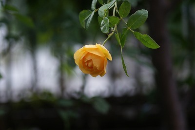 f0170524_11212320.jpg
