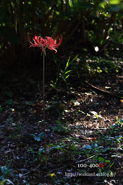 《花》　彼岸花5（赤）　18-270mm　（興禅院）_c0080036_2325423.jpg