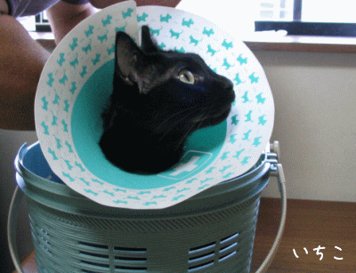 a0166338_13232045.gif