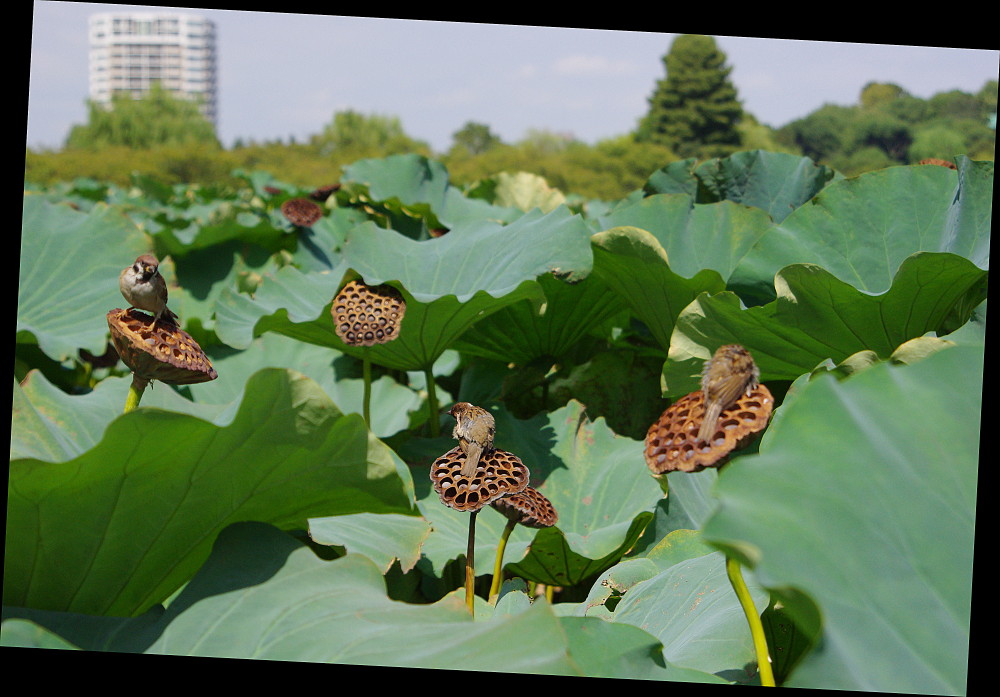 やさぐれ雀～上野・不忍池～_e0132243_16144935.jpg