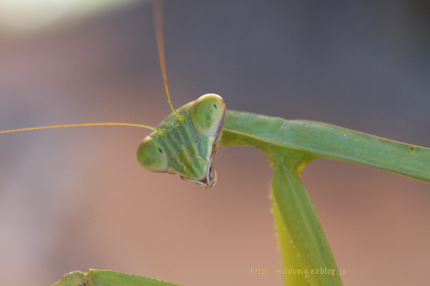 カマキリと遊ぶ・・・・・_a0089554_1815157.jpg