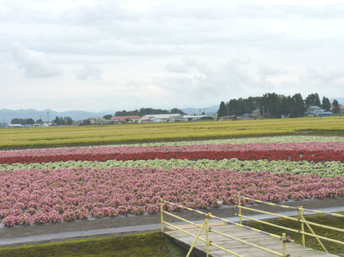 横手市大雄　「たいゆう緑花園」にて_c0214156_15143370.jpg