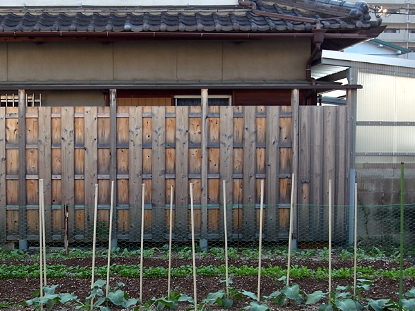 101006 試験体②∥2009∥スギ∥無塗装∥軒の出無∥東面_b0129659_843143.jpg