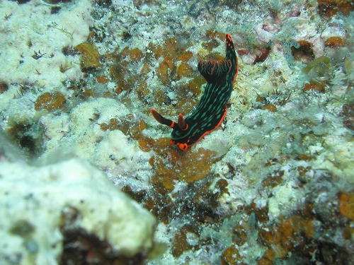 c0180460_4433945.jpg