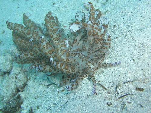 c0180460_4471826.jpg