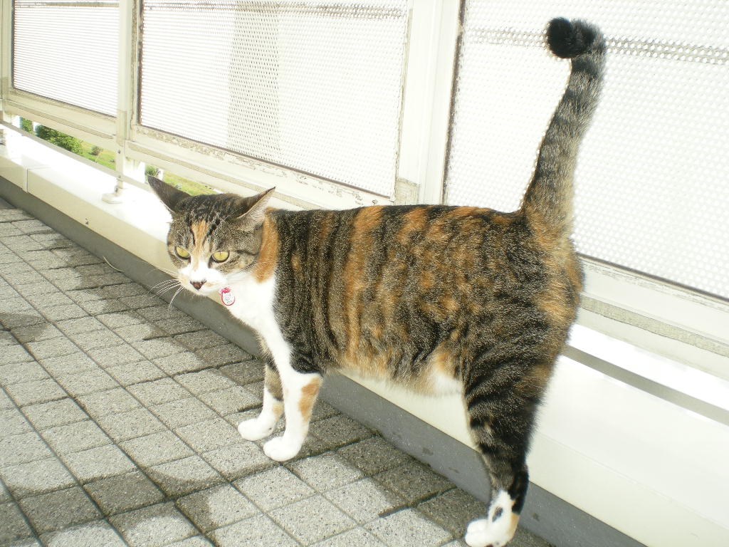 2010年10月6日(水)移住?記念日!_f0060461_10491391.jpg