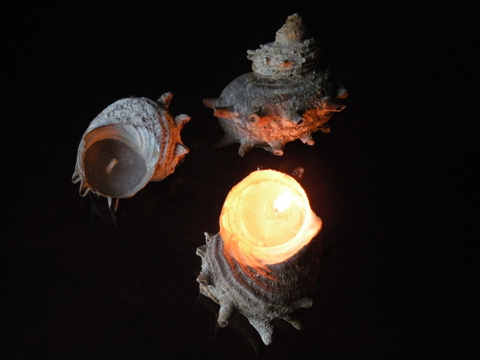 蝋燭/candles-4 栄螺の殻/Turban shell candles made by magnifika_e0140365_93045100.jpg