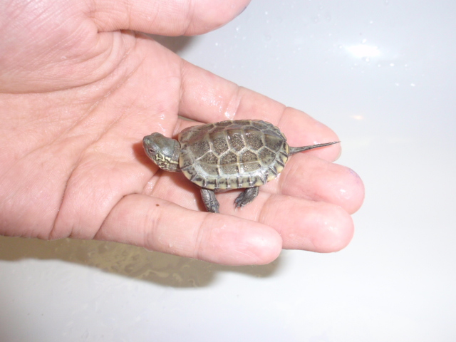 変な色のクサガメ 何も アボカド栽培日記 飼うてへん