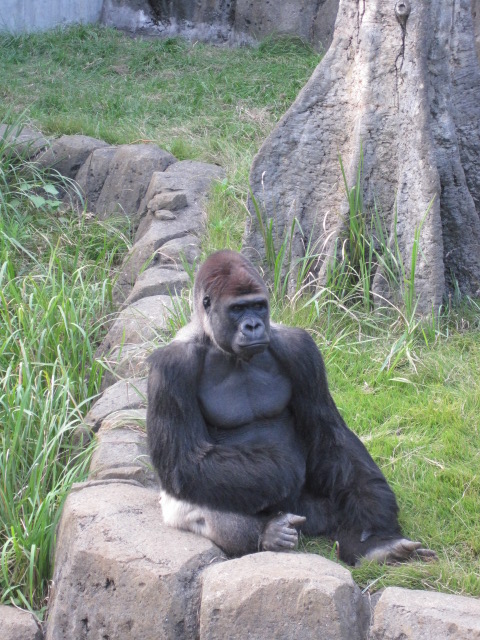 zoo_b0001979_21282666.jpg