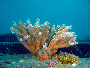 珊瑚礁、のんび〜りダイブ♪_f0144385_21291090.jpg
