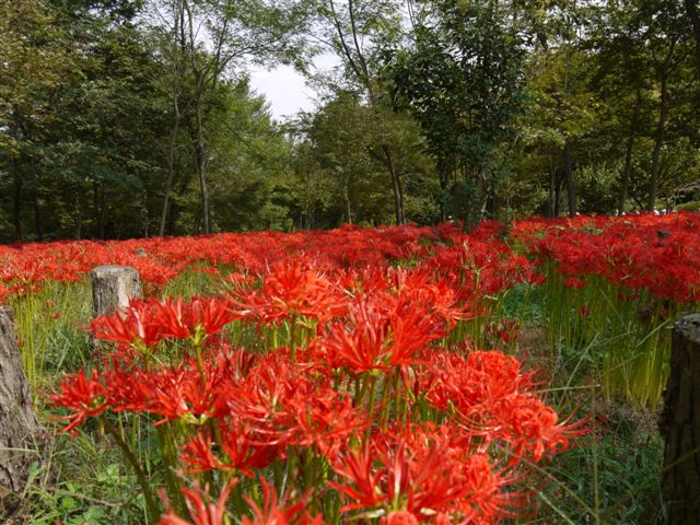 巾着田の曼珠沙華とコスモス_b0175688_21381696.jpg