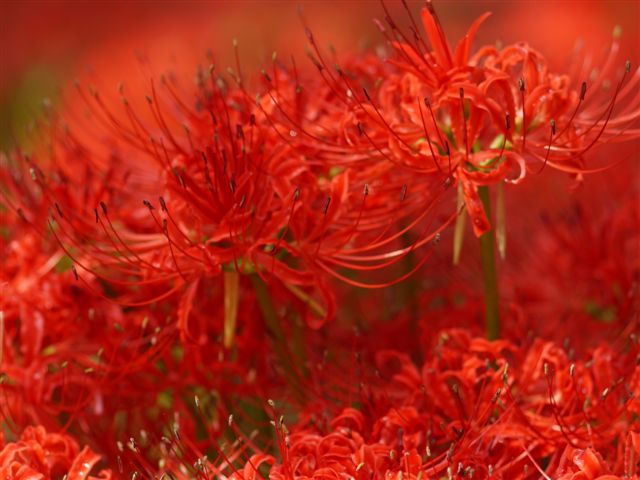 巾着田の曼珠沙華とコスモス_b0175688_21392886.jpg