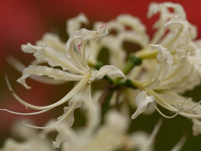 巾着田の曼珠沙華とコスモス_b0175688_21395254.jpg