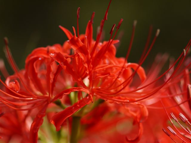 巾着田の曼珠沙華とコスモス_b0175688_2139693.jpg