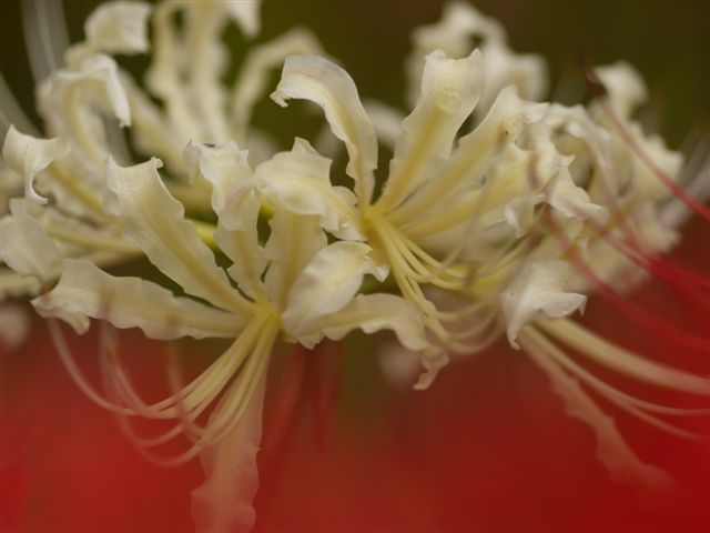 巾着田の曼珠沙華とコスモス_b0175688_21401696.jpg