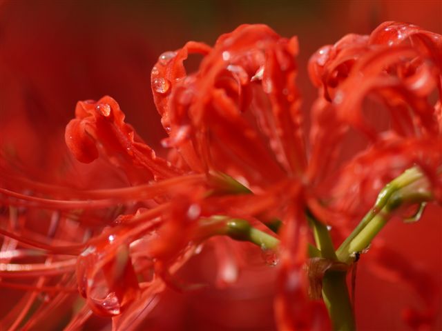 巾着田の曼珠沙華とコスモス_b0175688_2141103.jpg