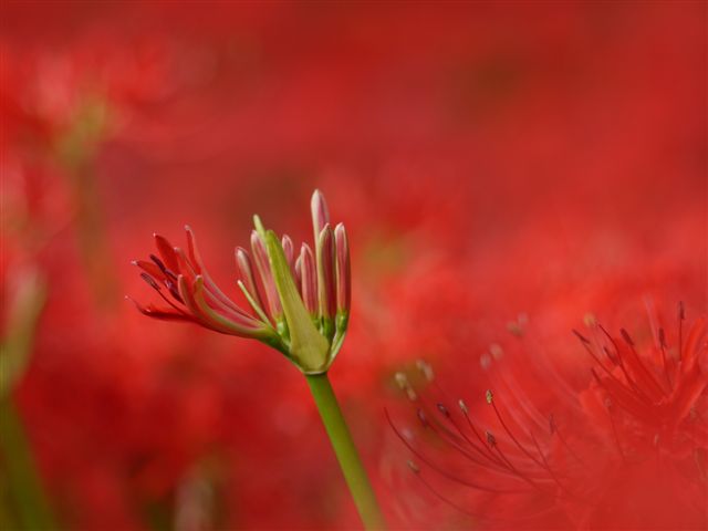 巾着田の曼珠沙華とコスモス_b0175688_21421211.jpg