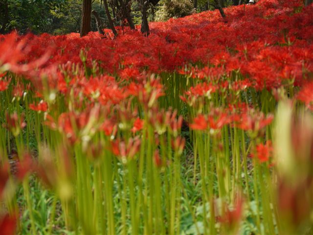 巾着田の曼珠沙華とコスモス_b0175688_2143675.jpg