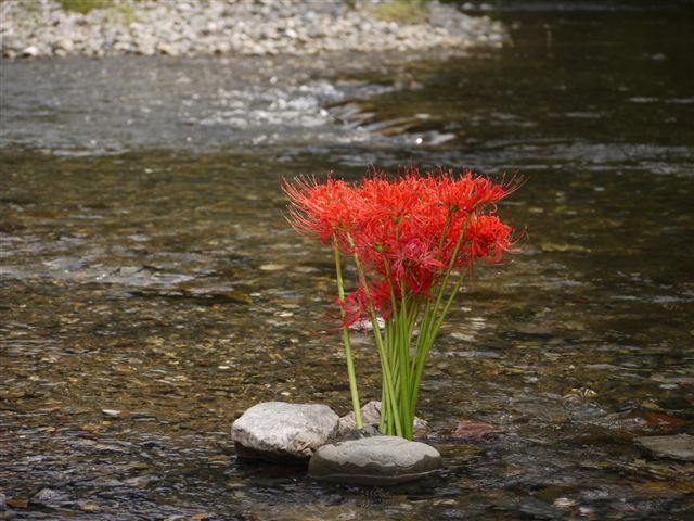 巾着田の曼珠沙華とコスモス_b0175688_21442342.jpg