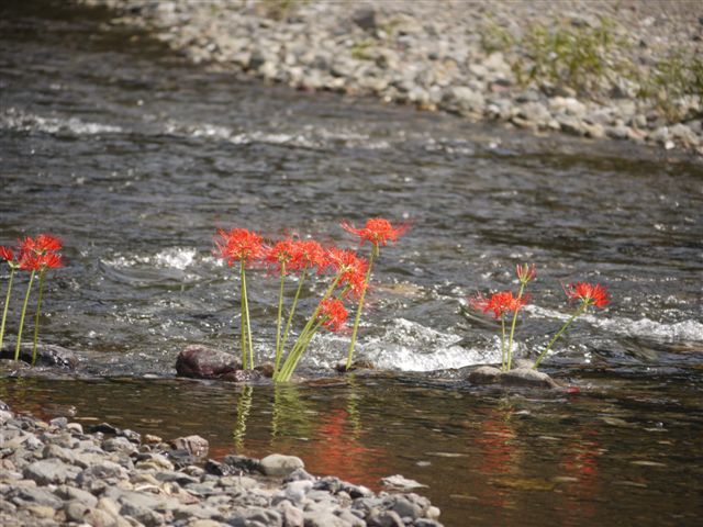 巾着田の曼珠沙華とコスモス_b0175688_21443741.jpg