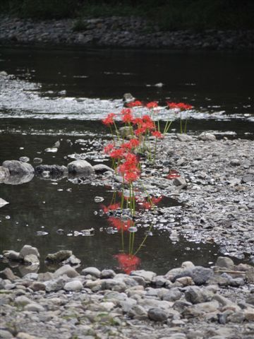 巾着田の曼珠沙華とコスモス_b0175688_21445256.jpg
