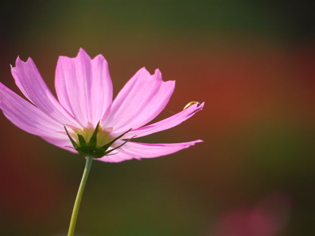 巾着田の曼珠沙華とコスモス_b0175688_21455611.jpg