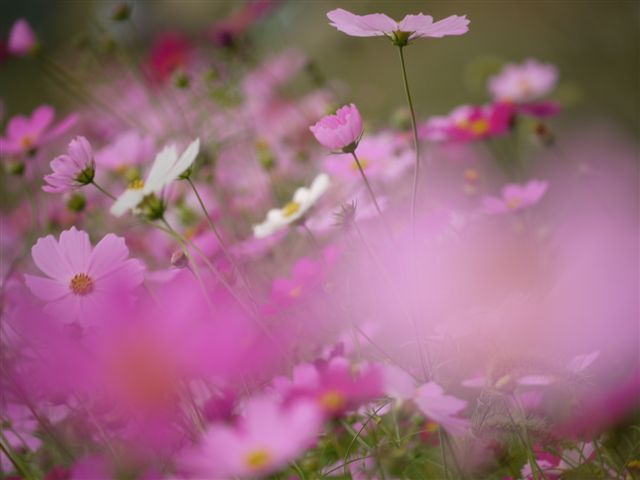巾着田の曼珠沙華とコスモス_b0175688_2146571.jpg