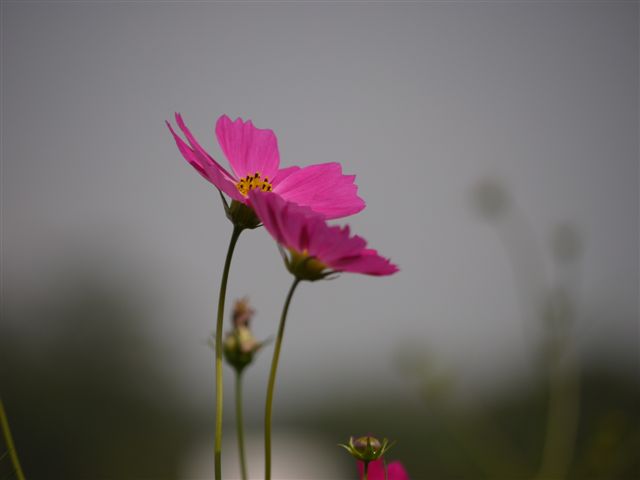 巾着田の曼珠沙華とコスモス_b0175688_2146814.jpg