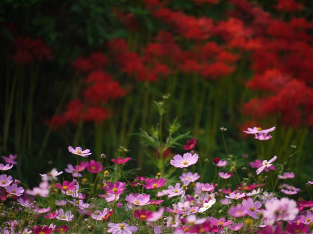 巾着田の曼珠沙華とコスモス_b0175688_21474152.jpg