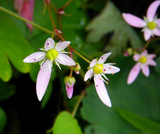 地植えの大文字草 ＆ ヒヨドリをちょこっと♪_a0136293_17204645.jpg