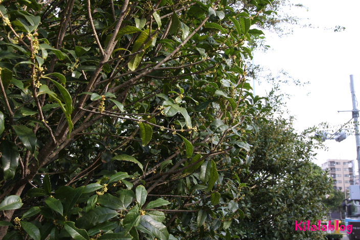 e0130008_2093676.jpg