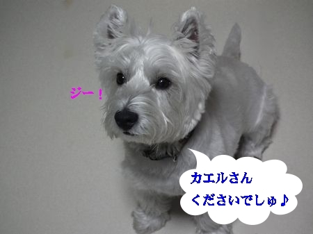 a0161111_1204425.jpg