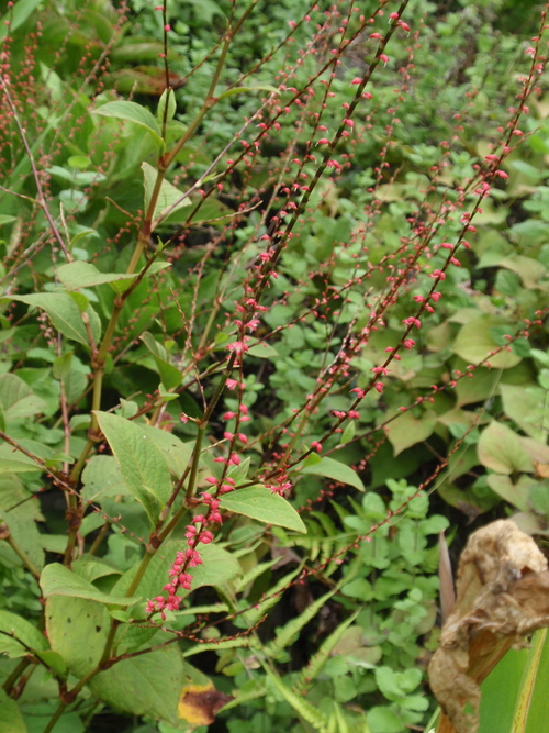 b0176111_09036.jpg