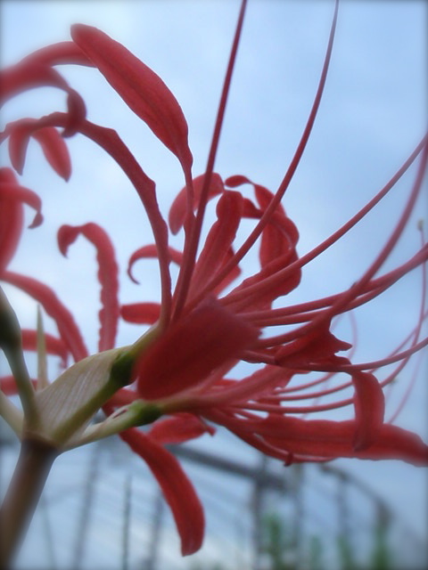 秋野菜植え付け。_e0136620_1838420.jpg