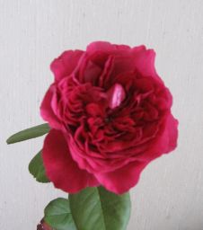 花の力!_c0165824_2243669.jpg