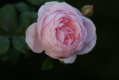 f0170524_1024146.jpg