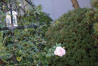 f0170524_1024246.jpg