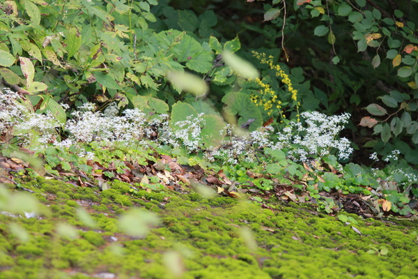 紅葉と、山野草を楽しむ!_c0213830_18544684.jpg