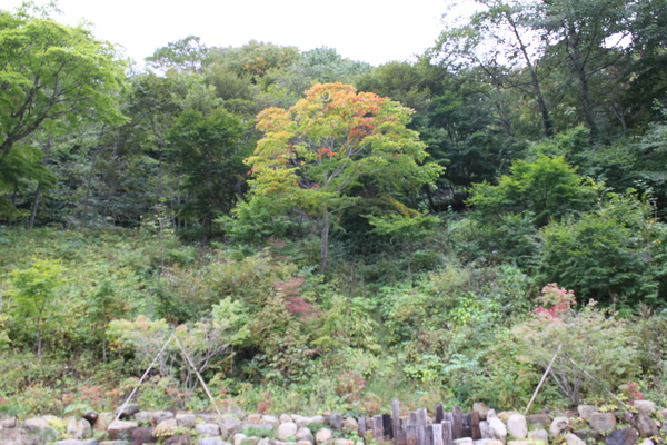 紅葉と、山野草を楽しむ!_c0213830_1942212.jpg