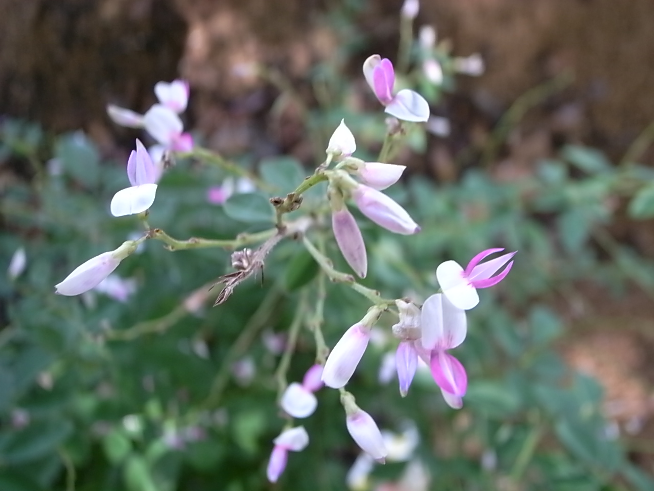 ハギ_f0218831_17491591.jpg