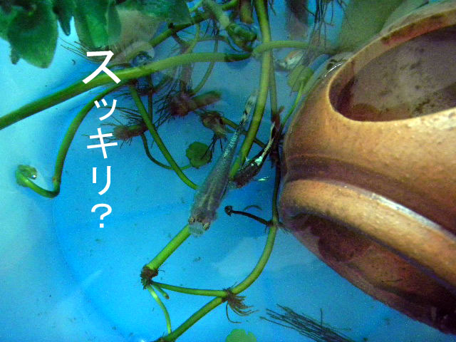 b0128737_11552796.jpg