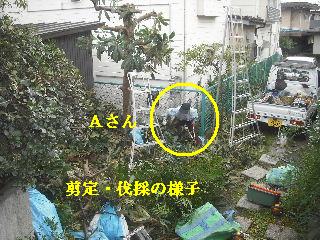 剪定と伐採と切り詰め_f0031037_20352145.jpg