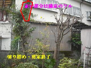剪定と伐採と切り詰め_f0031037_20355163.jpg