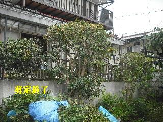 剪定と伐採と切り詰め_f0031037_20365016.jpg