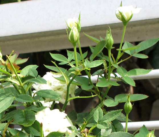 e0172840_1364250.jpg