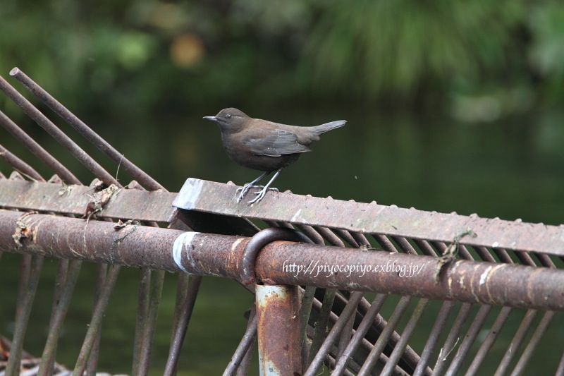 カワガラスのその後 ♪_b0166341_19412492.jpg