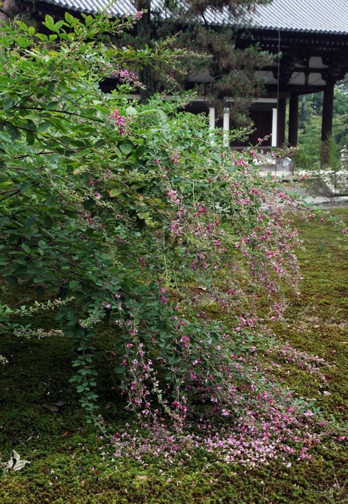 奈良市　唐招提寺　萩_c0108146_216066.jpg