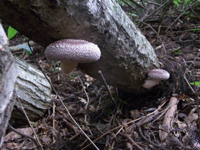 c0063348_9141128.jpg