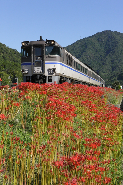 「秋の花だゾ！播但線！！」の巻_d0144549_16363185.jpg