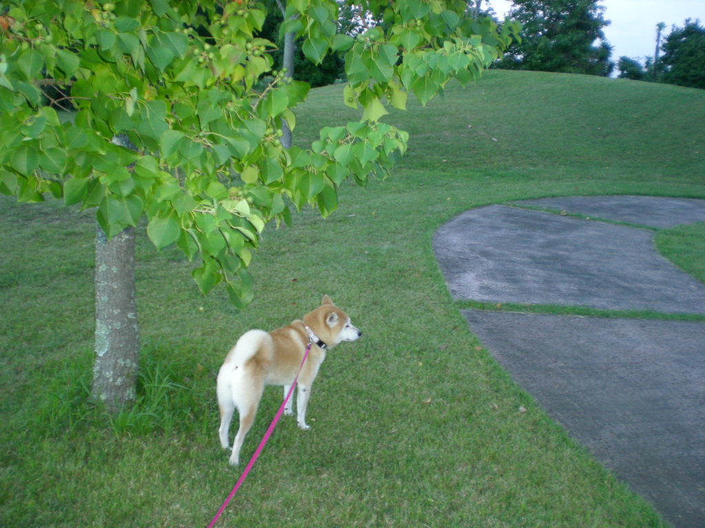 2010年10月7日(木)秋なすとバラ!_f0060461_9124737.jpg